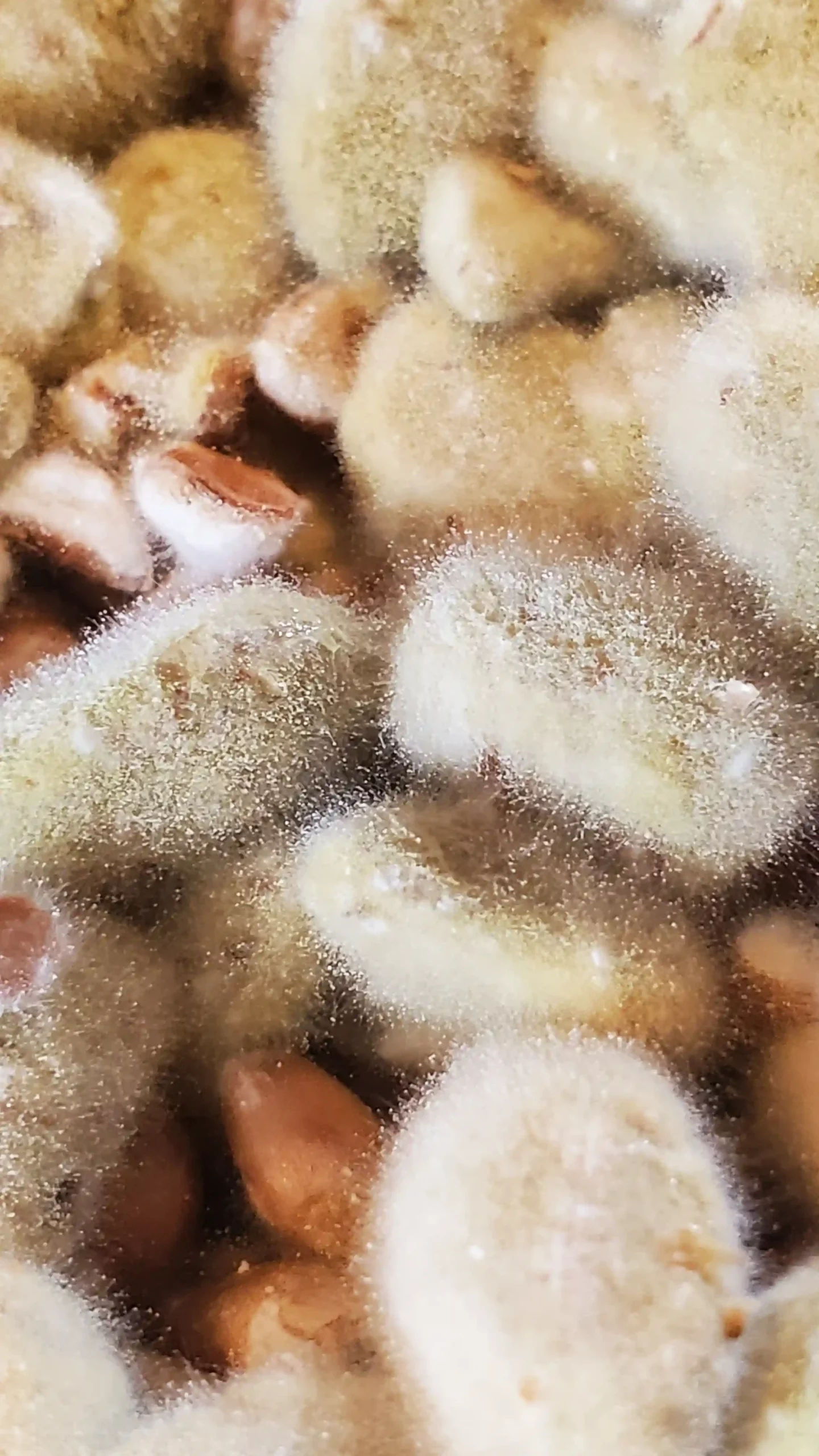Filaments d'Aspergillus oryzae sur graines de soja