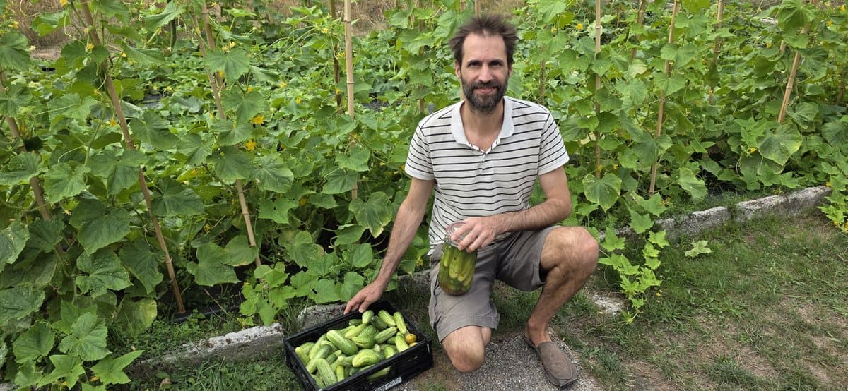 Vom Feld ins Glas: unser Sommer mit fermentierten Gurken