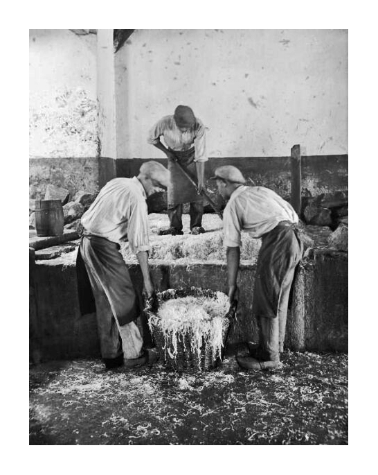 Fabrication traditionnelle de la choucroute en Alsace — caves de fermentation