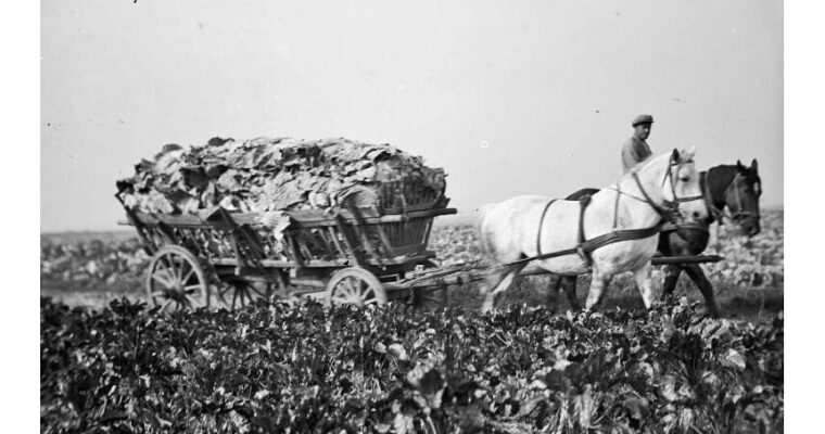 La plus ancienne biotechnologie de l&rsquo;humanité